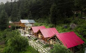 Himalayan Cedar Nest